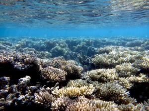 Shallow Acropora Coral
