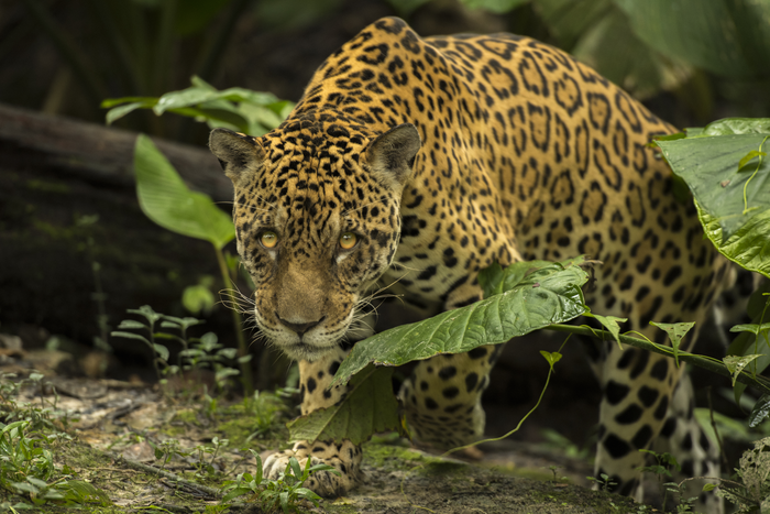 Wildlife in Amazonian forests
