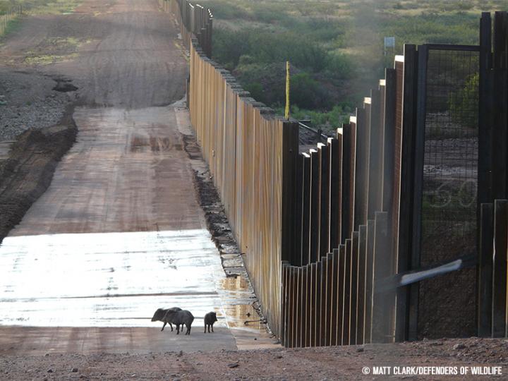A Family of Javelinas Encounters the Wall on the US-Mexico Border near the San Pedro River
