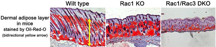 皮膚の角化細胞からのシグナルが脂肪細胞の分化を制御する（図２）