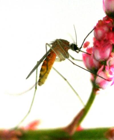 Malaria-causing Mosquito