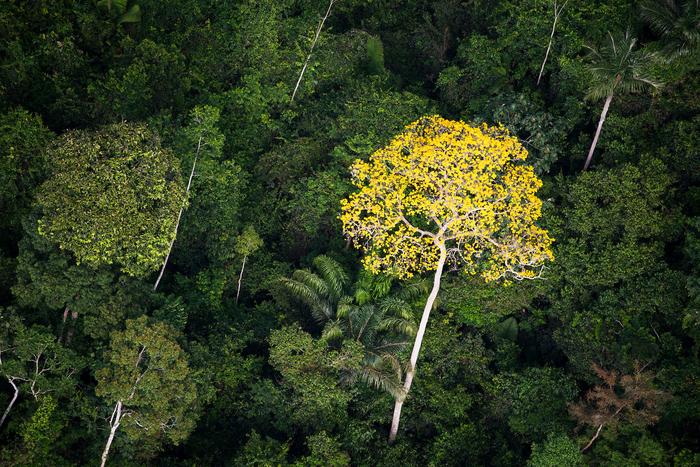 Deforestation in Brazilian  halved in 2023