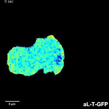 Alignment of integrins During T-Cell Migration