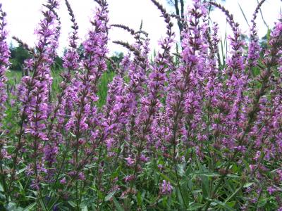 Purple Loosestrife in Marsh