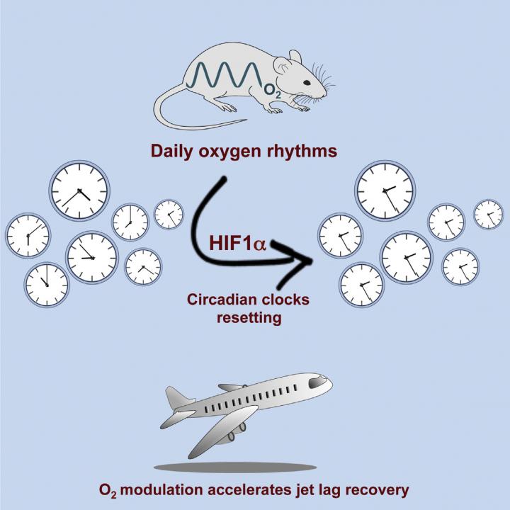 Oxygen Levels and Circadian Rhythms