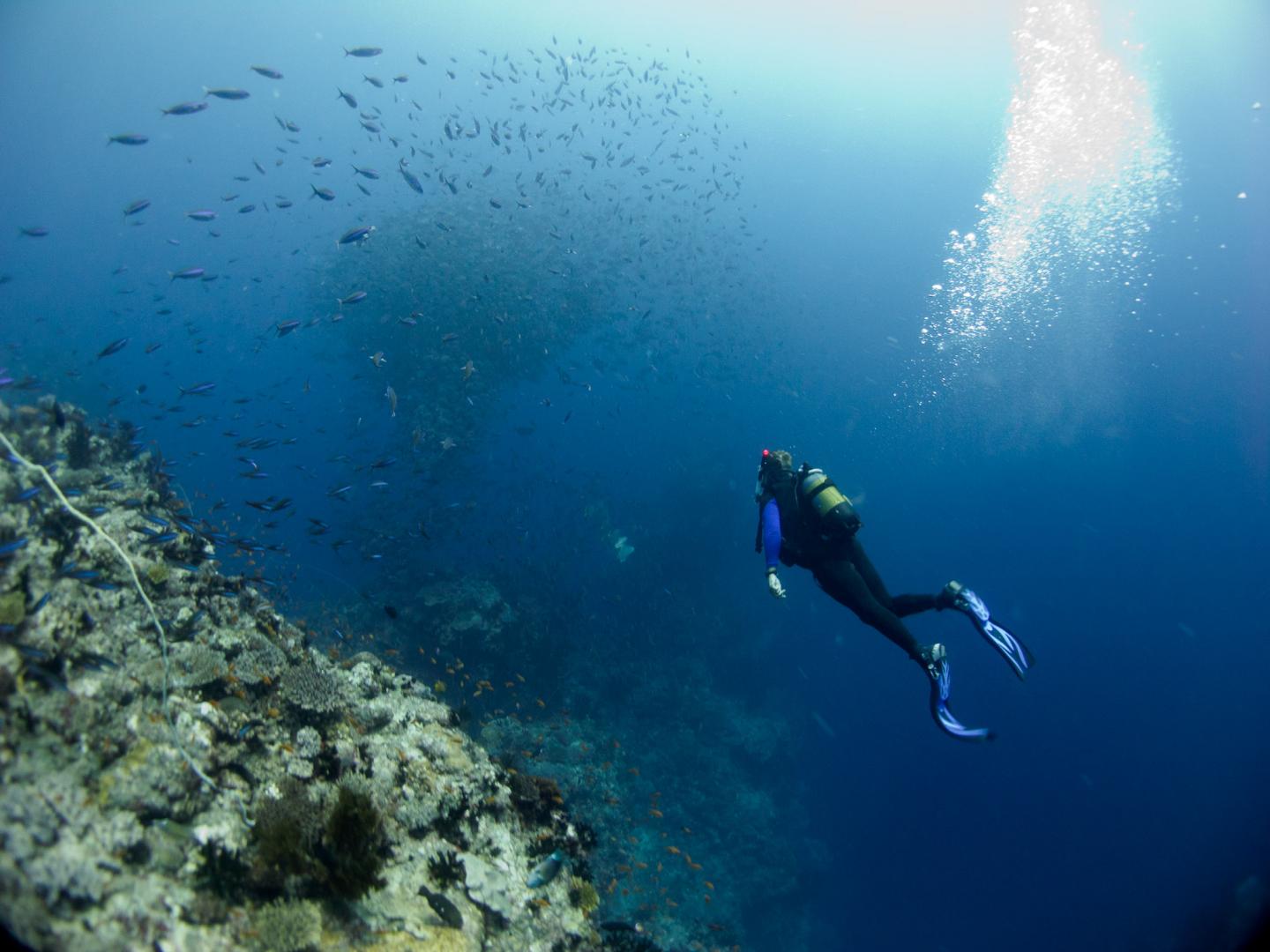 Coral Reefs, Vamizi Island