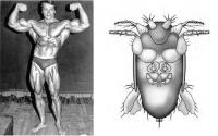 Arnold 'Arnie' Schwarzenegger and the New Fly Species <i>M. arnoldi</i>