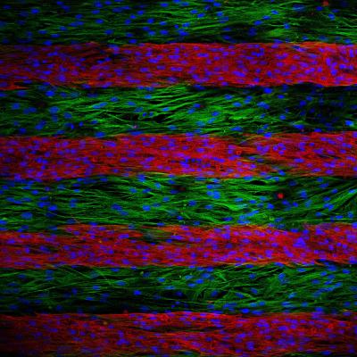 Cell Cultures