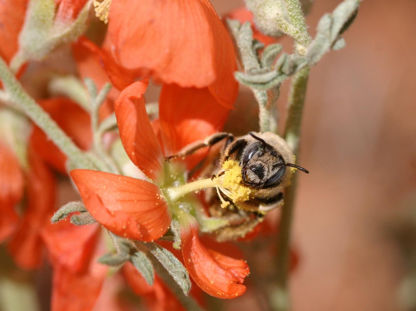 Bee in Grand Staircase-Escalante National Monument