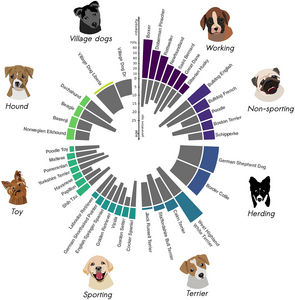 Dog genome analysis