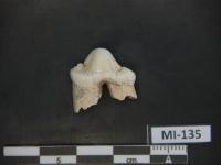 Fossil Tooth of a Leopard (Panthera Pardus)
