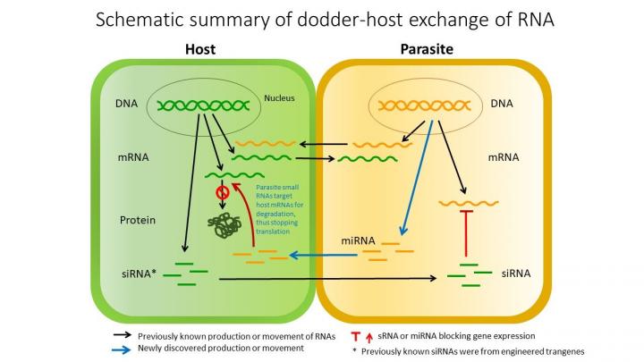 Scientists Discover How Parasite Hacks into its Victims to Seize Control of Genes