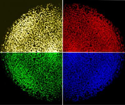 Human iPS Cells