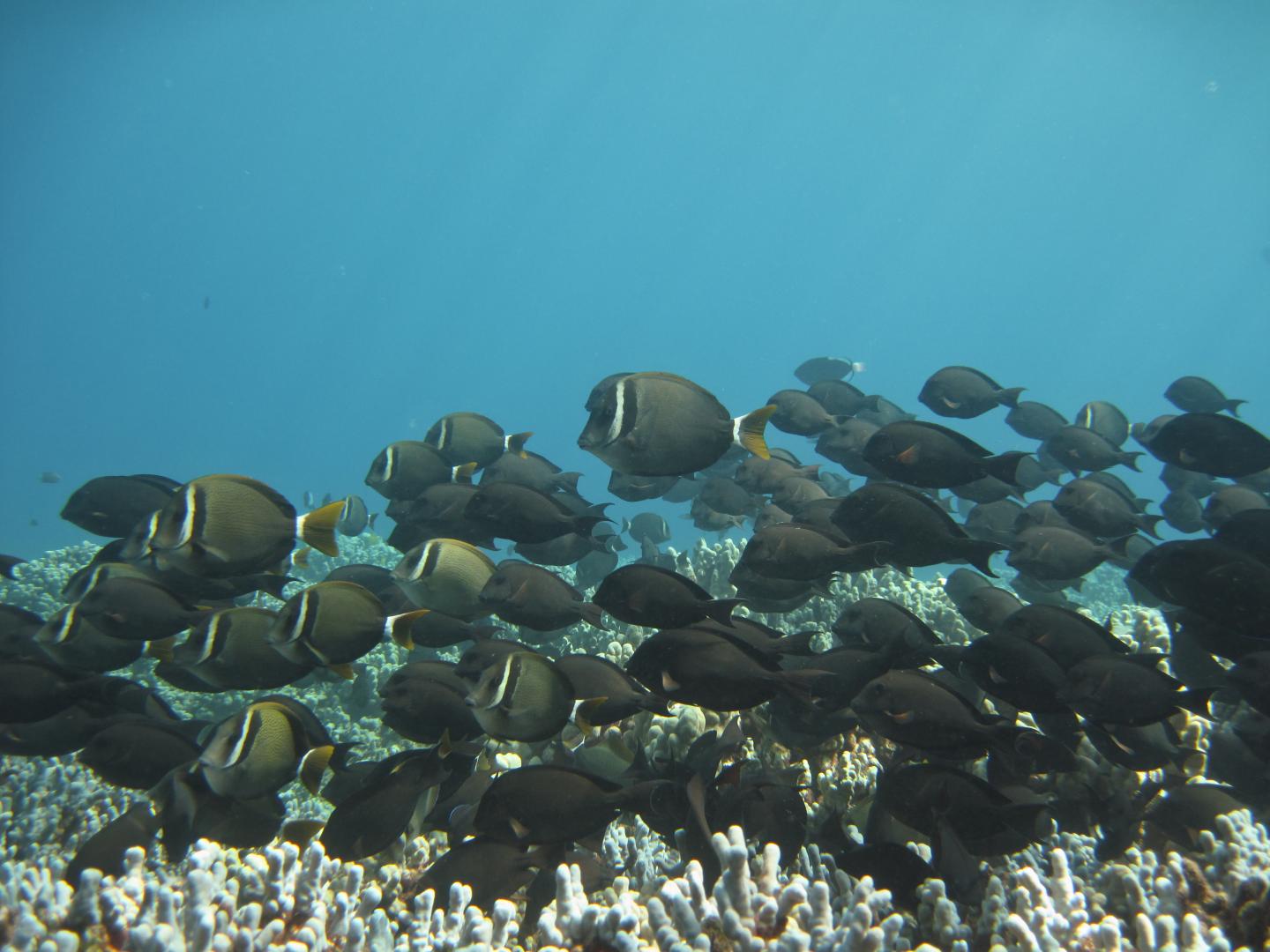 School of Herbivorous Fish