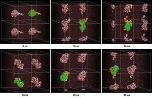 Molecular dynamics simulations of PEG 20-mer chain with two α-CD rings