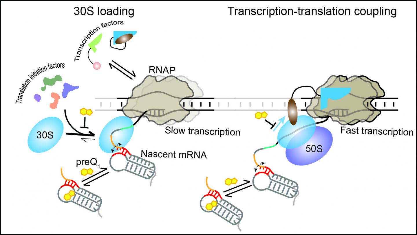 Transcription-translation coupling representation