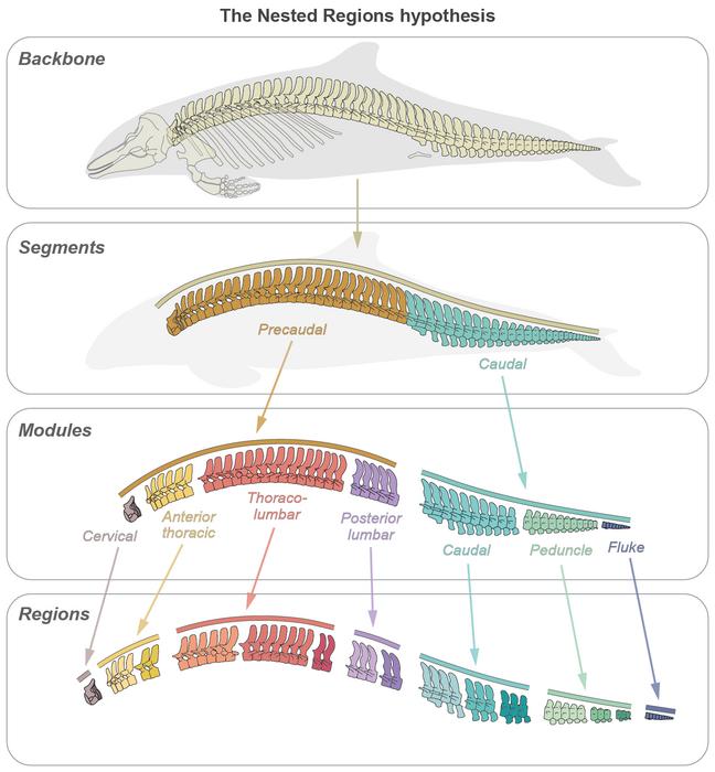 Nested Regions Hypothesis for cetacean backbone construction