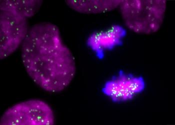 Chromosome segregation