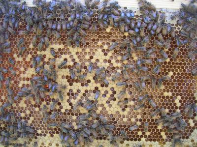 Nurse Bees Tending to Brood in the Hive