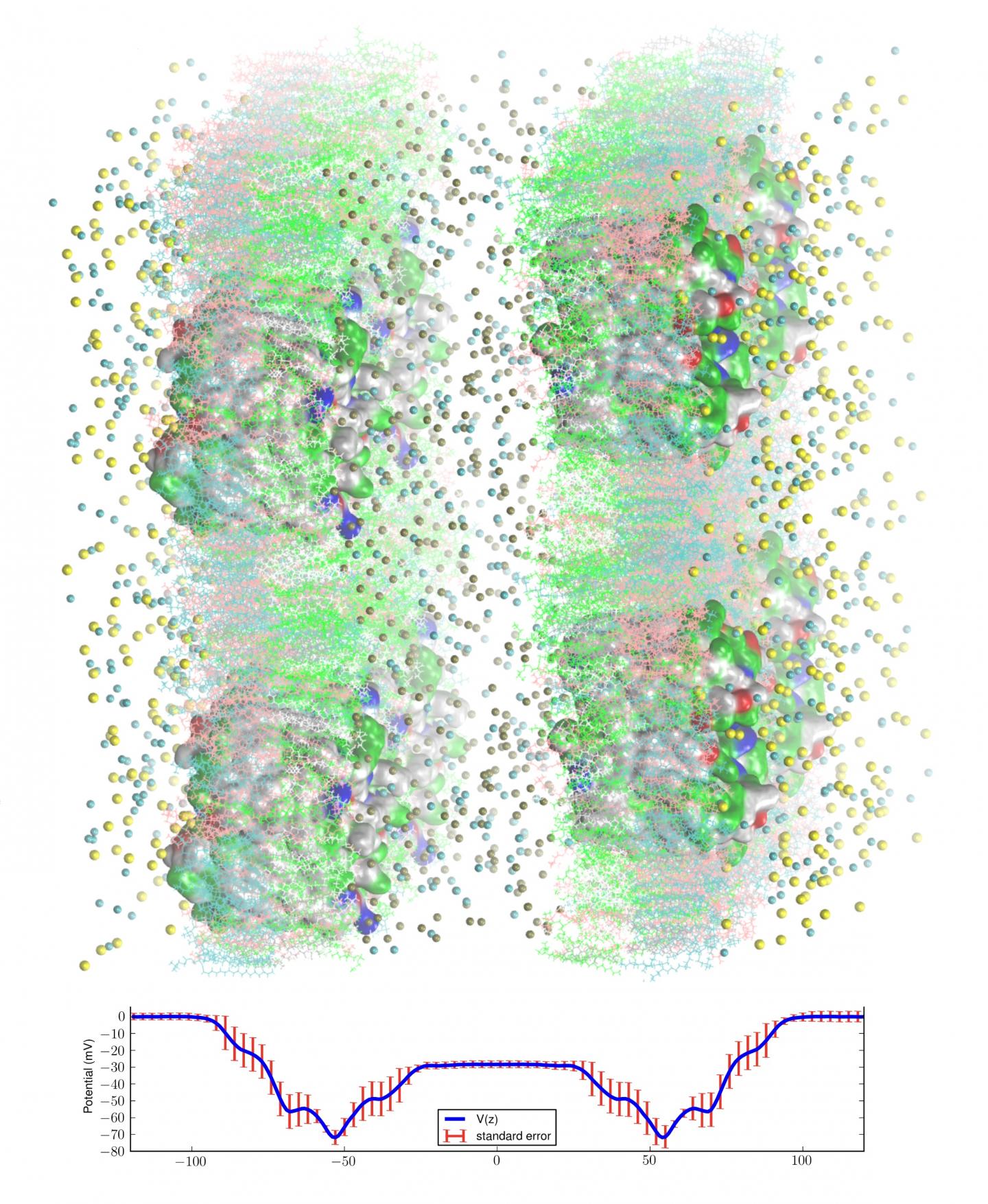 All-atom model system of two membrane channel proteins