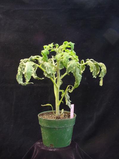 Infected Tomato Plant