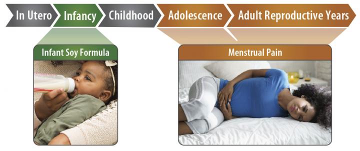 Soy Formula Feeding during Infancy Associated with Severe Menstrual Pain in Adulthood