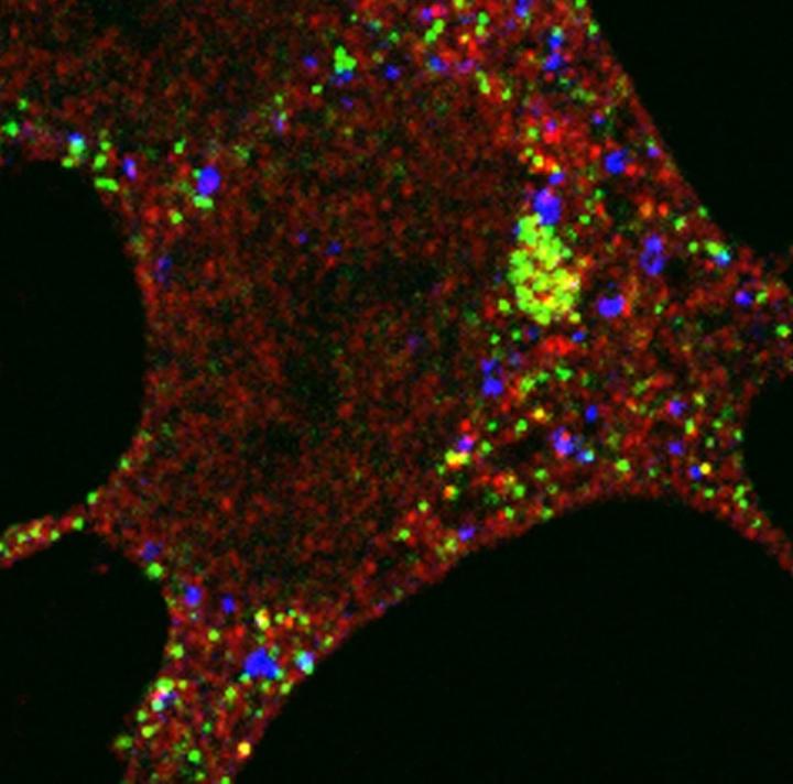 Autophagy Machinery inside a Cell