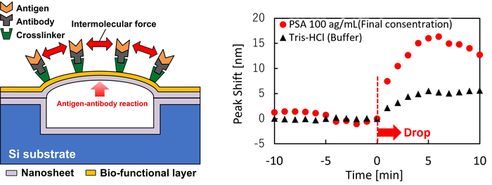 The semiconductor sensor that detects antigen molecules by capturing them on the surface of a nanosheet film.