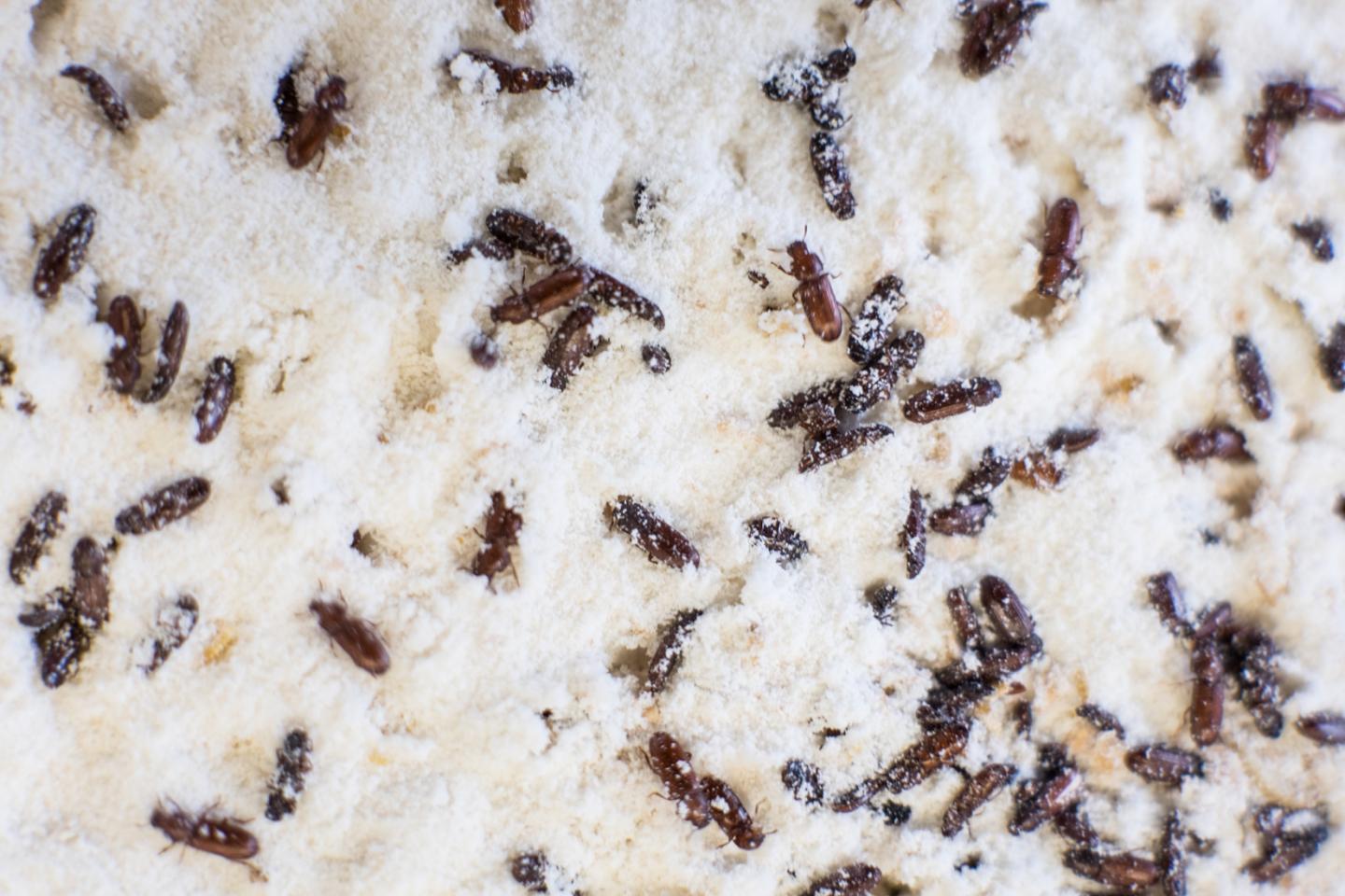 Flour Beetle Experiments Show That Early Life Experiences of Individual Animals Can Have Wide-Reachi