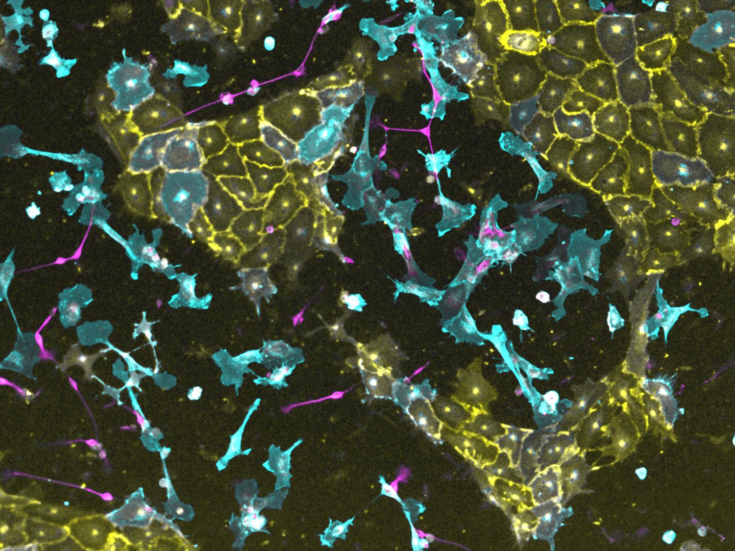 Parallel Conversion Of Induced Pluripotent Stem Cells (iPS)