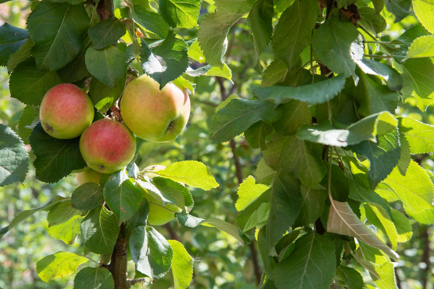 Global Warming Increases Frost Damage on Trees