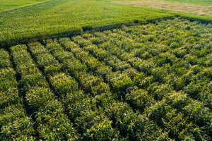 Fields of maize