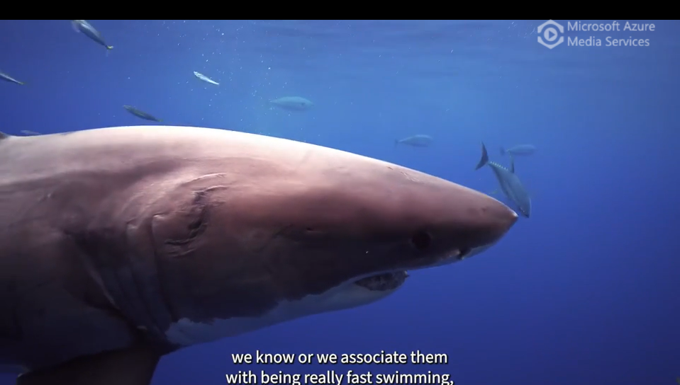 Shark shock – scientists discover filter-feeding basking sharks are warm-bodied like great whites