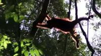 Wild Orangutans in Borneo