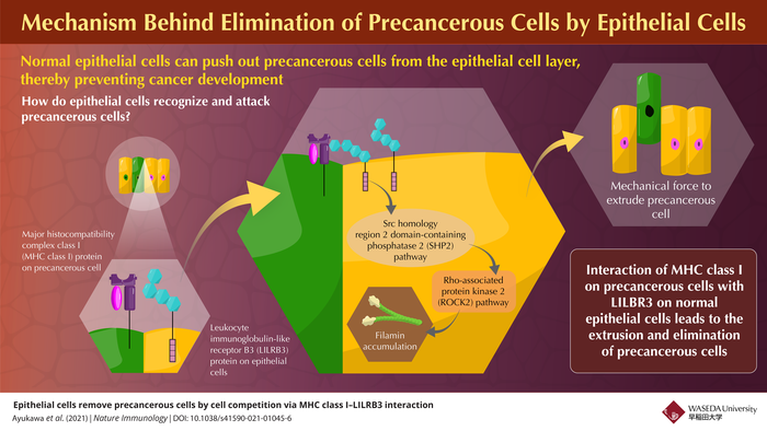 Mechanism Behind Elimination of Precancerous Cells By Epithelial Cells