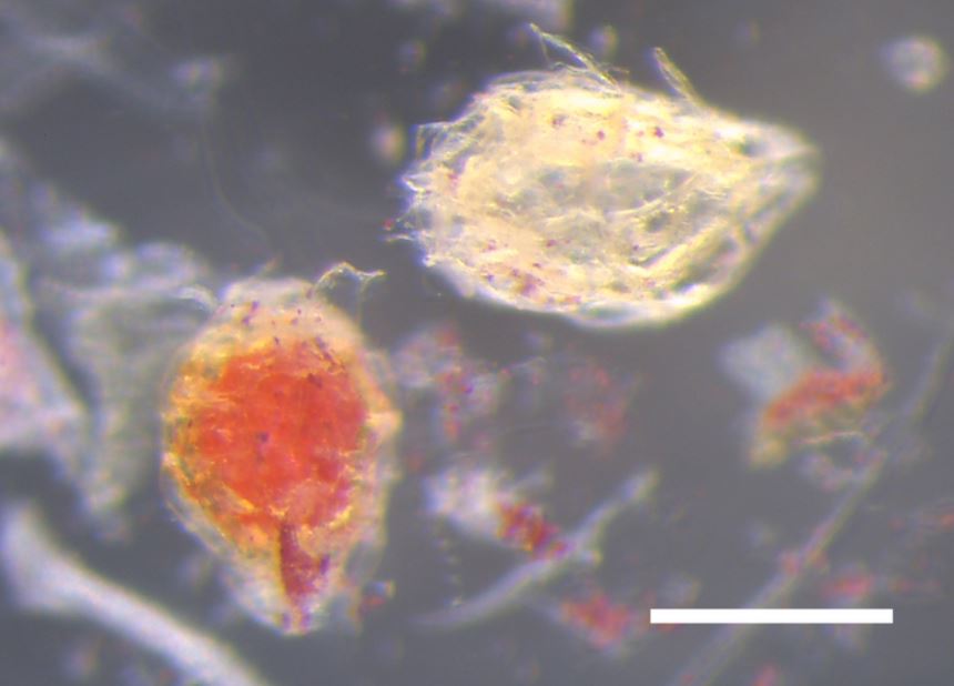 Figure 3. Seeds collected from Amami rabbit feces.