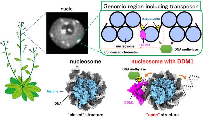 DDM1 protein opening the nucleosome