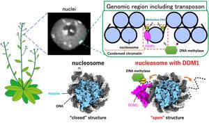 DDM1 protein opening the nucleosome