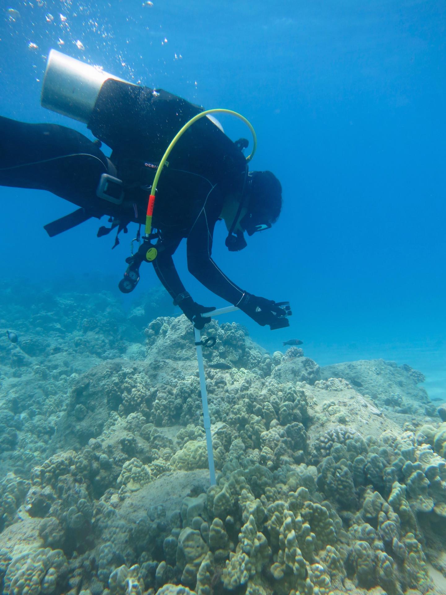 Conducting Reef Surveys