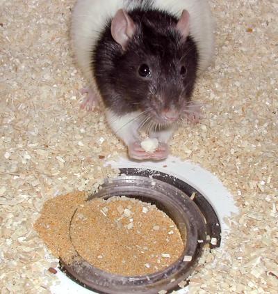Memories Are Stored Quickly, G [IMAGE] | EurekAlert! Science News Releases
