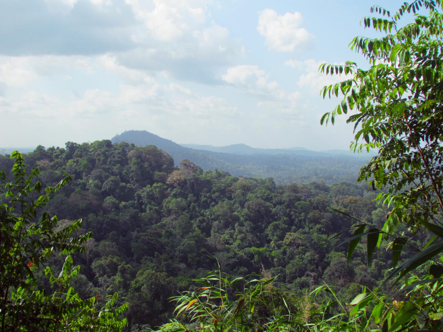 Brazilian Forest