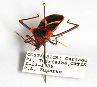 Pinned Specimen