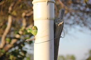 Green-rumped parrotlets in a nest