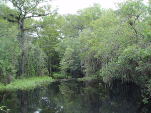 Florida swamp habitat
