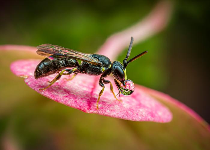 Hylaeus modestus bee