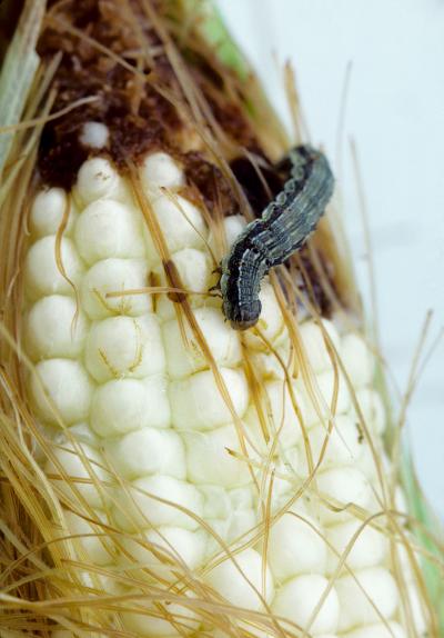 Corn Earworm (<I>Helicoverpa zea</I>)