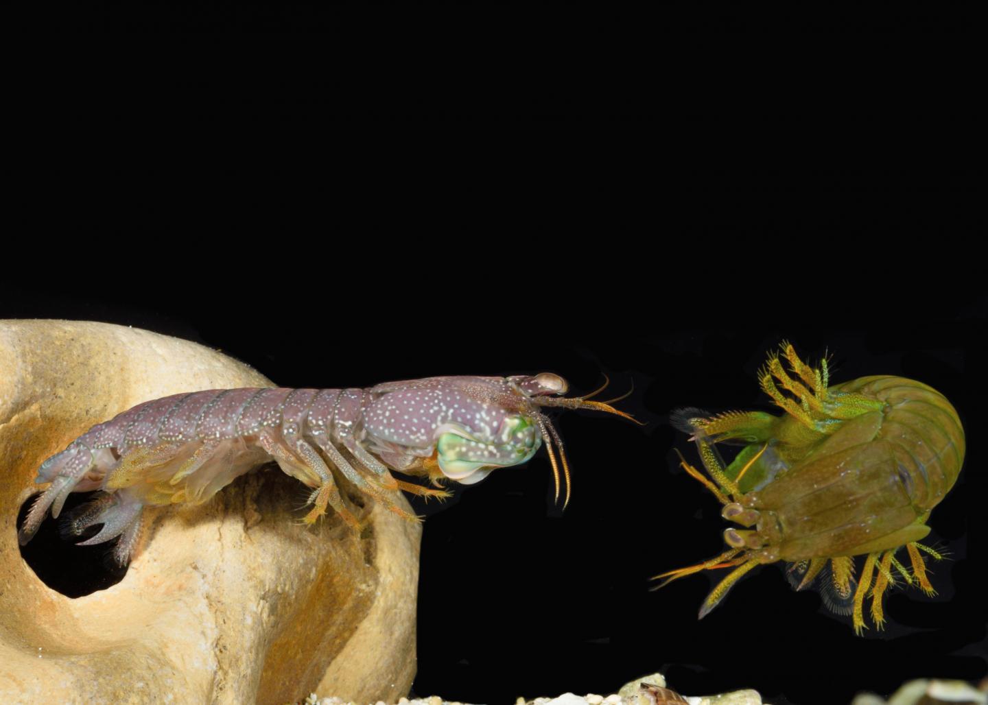 Mantis Shrimp Size Each Other Up Before Ceding a Fight