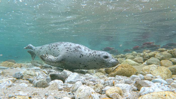 Alaska’s Iliamna Lake Harbor Seal