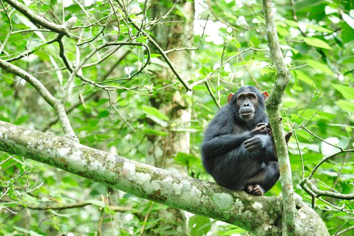 Conservation of Nature’s Strongholds needed to halt biodiversity loss