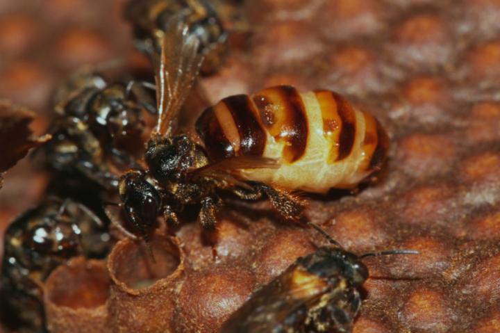 Birth of Undesirable Offspring Triggers Death of Stingless Bee Queens